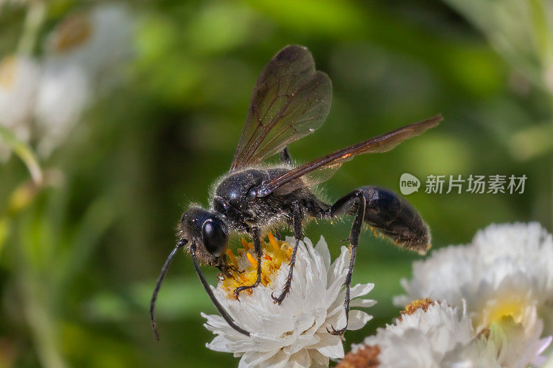 雌性大黑蜂，（Sphex pensylvanicus），Grand sphex noir，immortelle blanche，Pearly Forever，Anaphalis margaritacea。